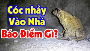 Read more about the article Cóc vào nhà là điềm gì? Đại hạn hay lộc trời cho