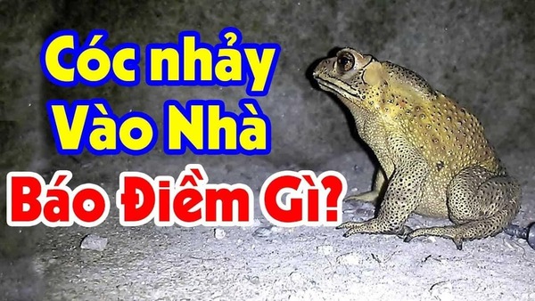 You are currently viewing Cóc vào nhà là điềm gì? Đại hạn hay lộc trời cho