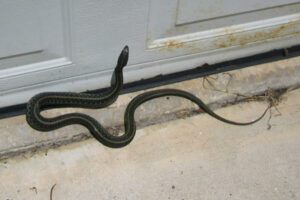 Read more about the article Giải mã hiện tượng rắn vào nhà là điềm gì? LÀNH hay DỮ