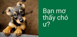 Read more about the article Mơ thấy chó đánh con gì? Giải mã giấc mơ dưới mọi góc nhìn