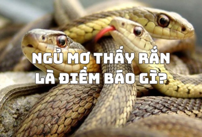 Read more about the article Mơ thấy rắn là điềm gì? Giải mã ý nghĩa và điềm báo chi tiết