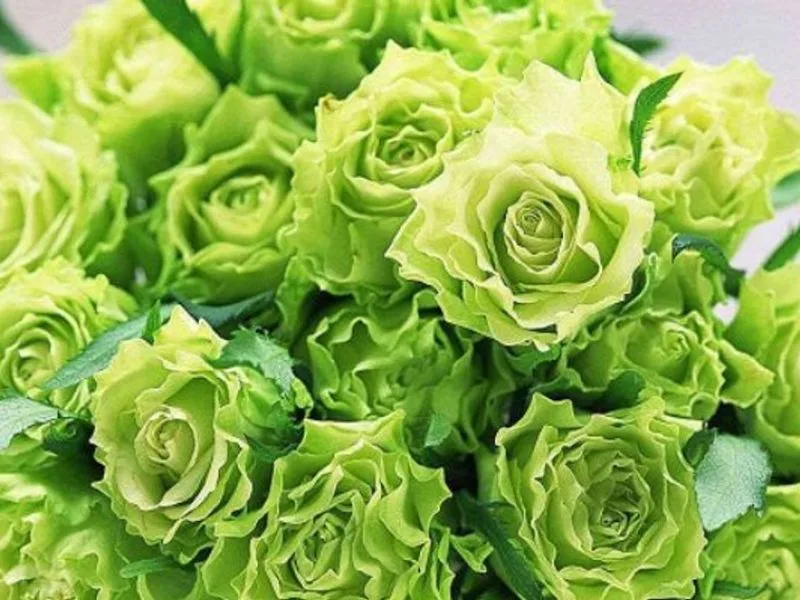 hoa hong xanh co y nghia gi bieu tuong cua tinh yeu va hy vong